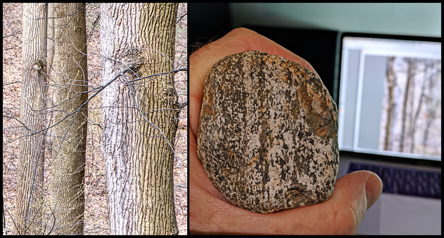 Old growth forest on stone
